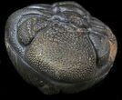 Large Enrolled Morocops (Phacops) Trilobite #39464-1